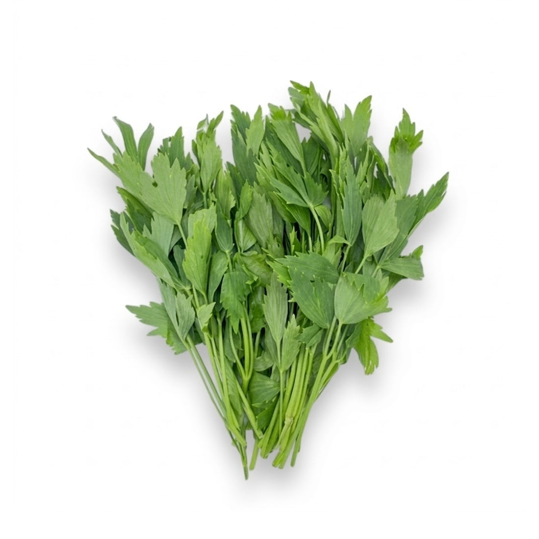 Liebstöckel