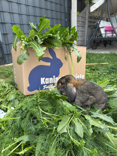 TimuCoco Frischekiste