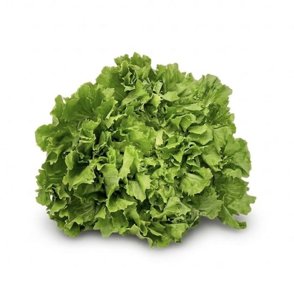 endiviensalat aufbewahren Endiviensalat – Kaninchenkiste