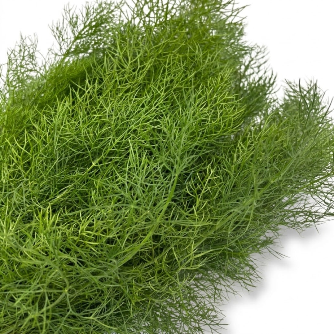 Fenchelgrün (500gr)