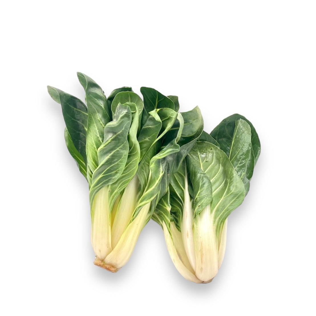 Mangold Kaninchenkiste