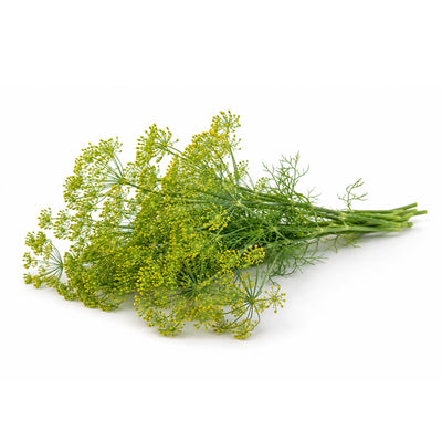 Gurkendill / Dillblüten, 1kg