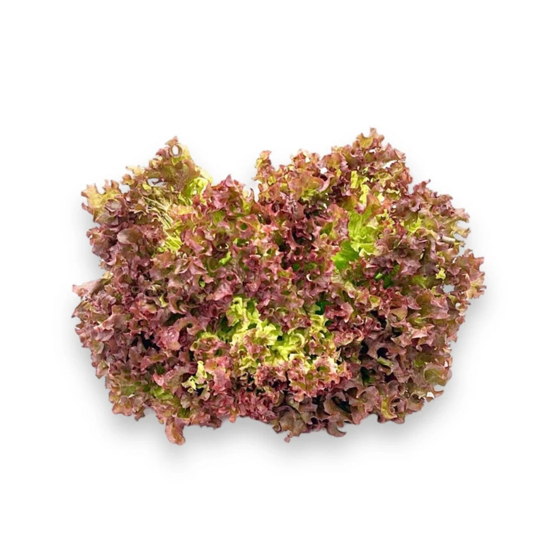 Lollo Rosso
