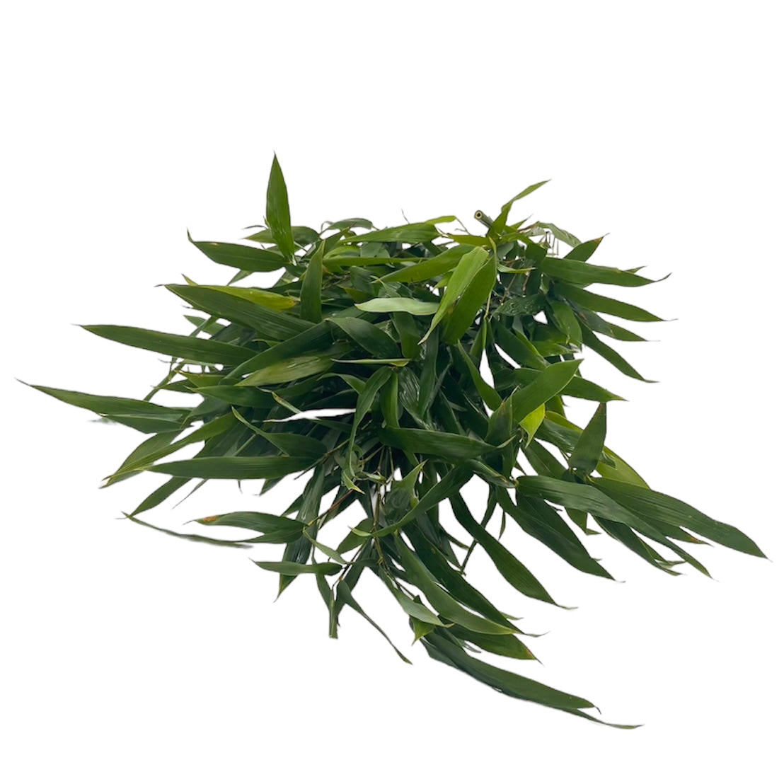 Bambus 100gr – Kaninchenkiste